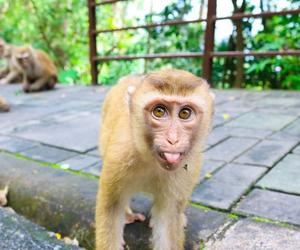Гора обезьян (Monkey Hill) в Пхукете