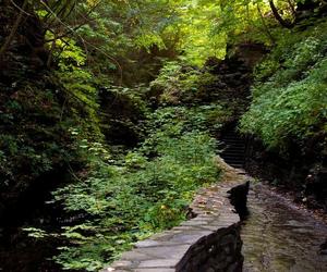 Самурский лиановый лес