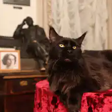 Гид Булгаковский