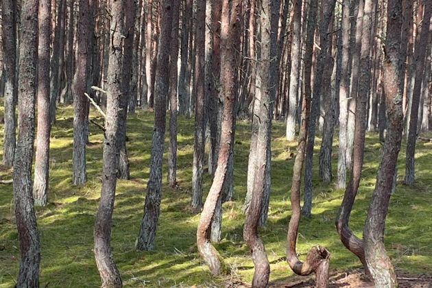 Фото экскурсии - Куршская коса: Фрингилла, Танцующий лес и Высота Эфа (из Зеленоградска) - 2