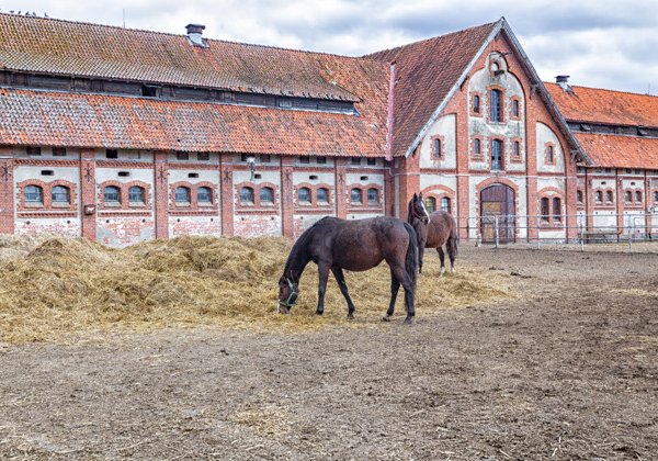 Экскурсия «Рыцарские замки Восточной Пруссии» (из Светлогорска) 