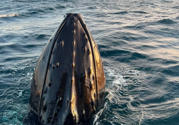 Красоты Баренцева моря: Морская прогулка в поисках китов - фото 2