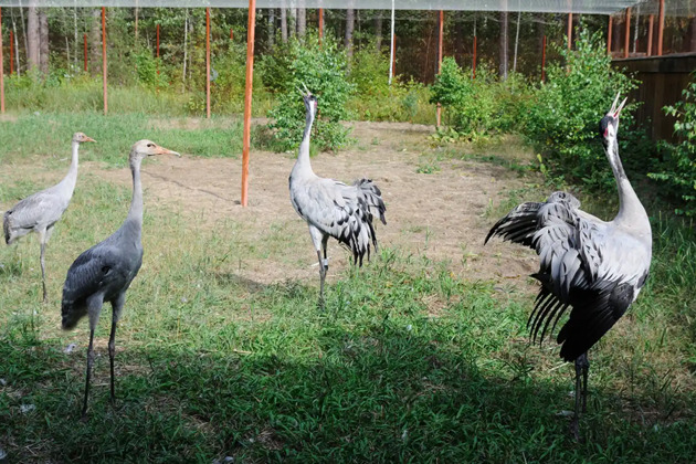 Фото - экскурсия: Автомобильная экскурсия в Окский заповедник «К журавлям и зубрам»