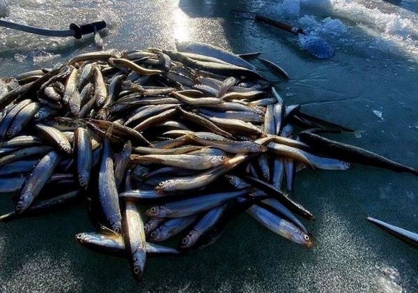 Захватывающая Сахалинская зимняя рыбалка и крабалка - фото 2