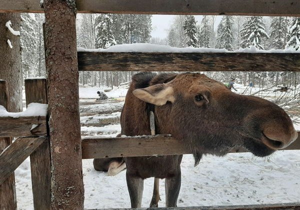 Из Костромы на лосиную ферму на автомобиле - фото 2