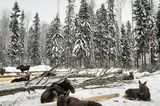 Из Костромы на лосиную ферму на автомобиле-3