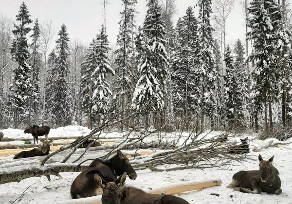 Из Костромы на лосиную ферму на автомобиле - фото 3