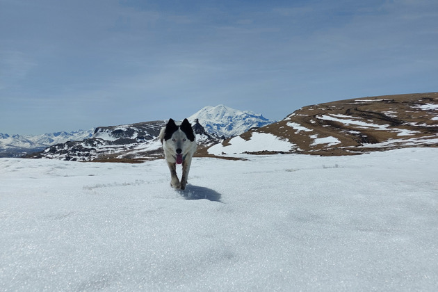 Фото - экскурсия: Путешествие на Бермамыт с очаровательной якутской спутницей