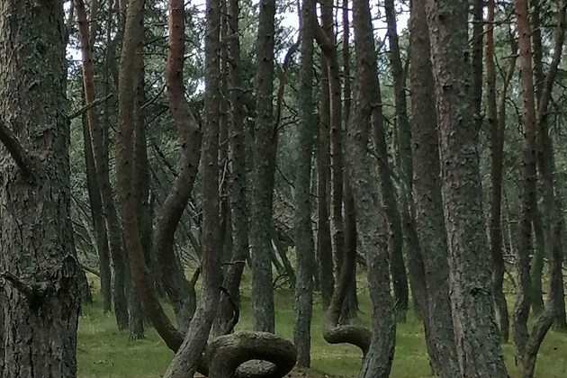 Фото - экскурсия: Открываем красоты Балтики: Светлогорск, Куршская коса и Зеленоградск