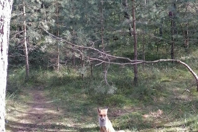 Жемчужины Балтийского побережья- Светлогорск, Куршская коса, Зеленоградск-4