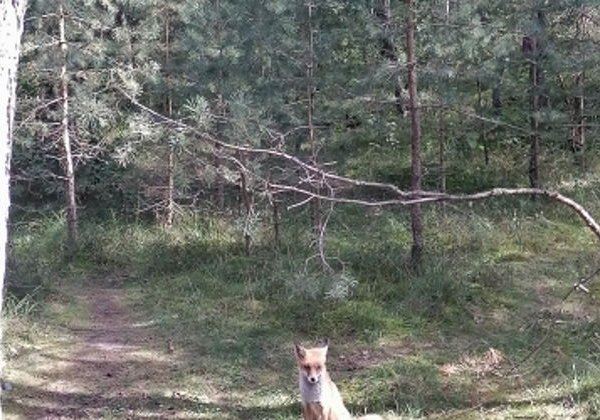 Жемчужины Балтийского побережья: Светлогорск, Куршская коса, Зеленоградск - фото 3
