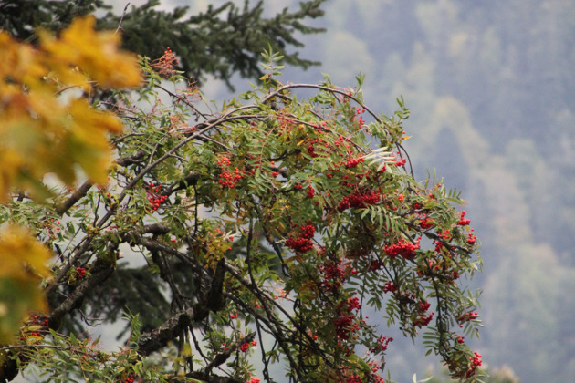 Фото - экскурсия: Путешествие по Карачаево-Черкесии: от Гумбаши до Тебердинского заповедника