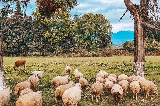 Фото экскурсии - Уникальная экскурсия в гости к абхазской семье - 12