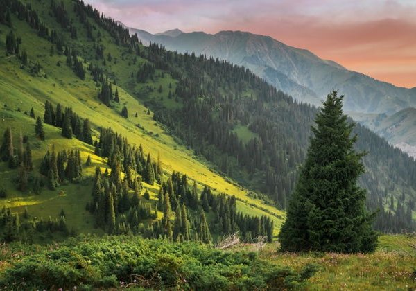 Прекрасное горное ущелье Заилийского Алатау.  - фото 4