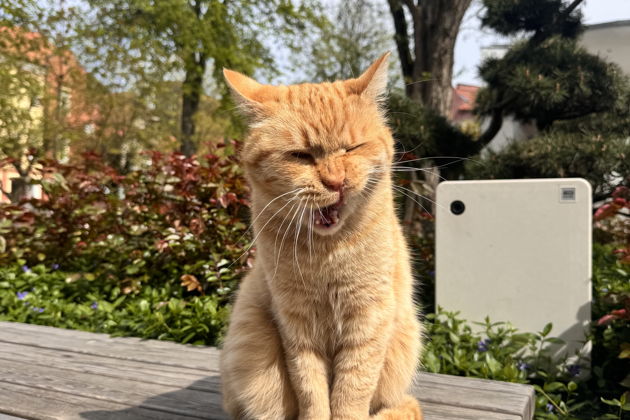 Фото экскурсии - Прогулка по Зеленоградску и Куршской косе с балтийским бризом - 11