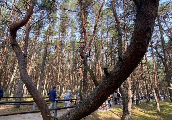 Экскурсия "Куршская коса" + замок Нойхаузен (из Пионерского) - фото 1