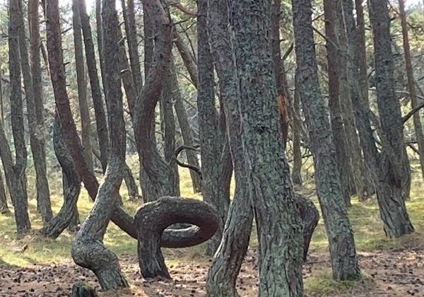 Экскурсия "Куршская коса" + замок Нойхаузен (из Пионерского) - фото 2