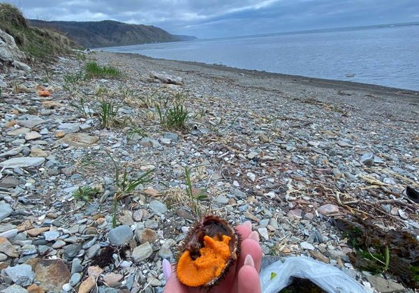 Эксклюзивная гастрономическая экскурсия «Охота на морского ежа» - фото 3