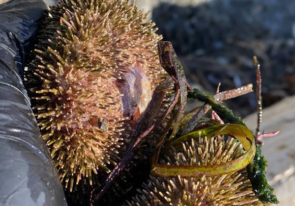 Эксклюзивная гастрономическая экскурсия «Охота на морского ежа» - фото 4