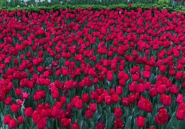 Фестиваль тюльпанов в Стамбуле (с 1 по 30 апреля) - фото 4