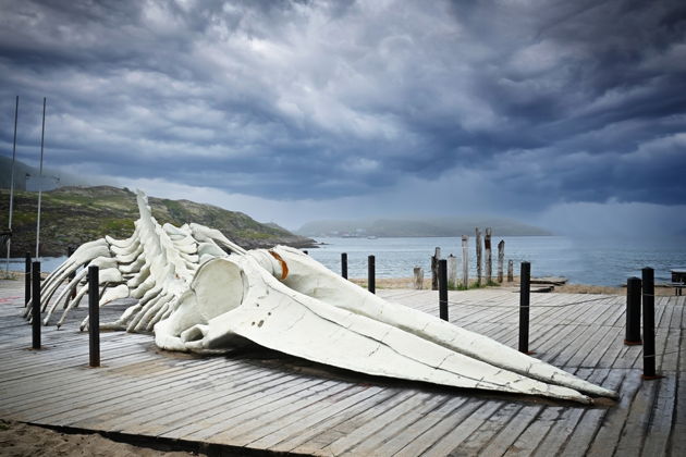 Фото экскурсии - Завораживающий Север: киты, Териберка и кладбище кораблей - 7