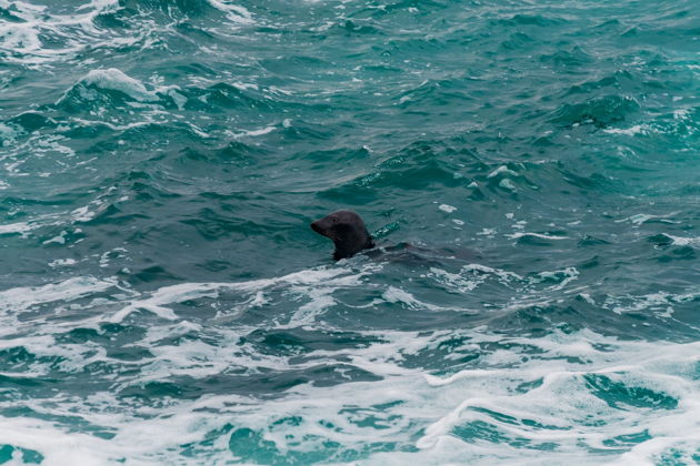 Фото экскурсии - Завораживающий Север: киты, Териберка и кладбище кораблей - 13