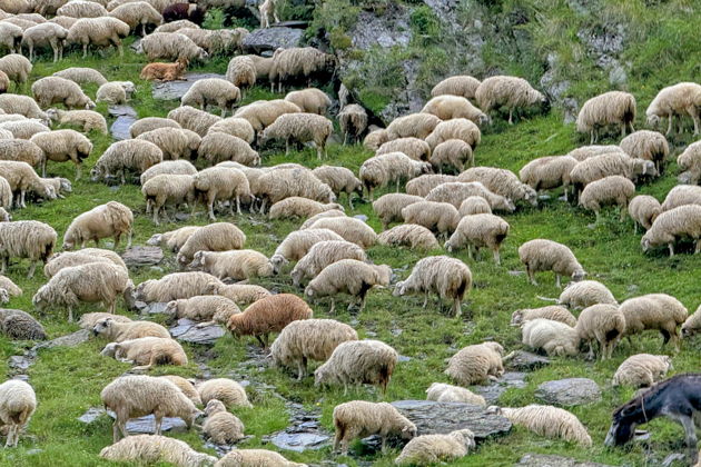 Фото экскурсии - Трехдневное путешествие по сокровищам Тушети - 8