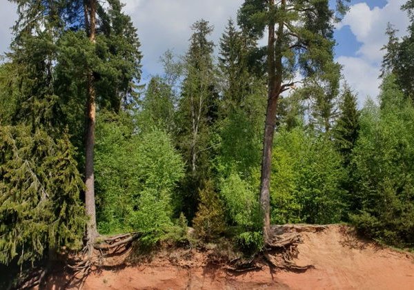 Sup-прогулка выходного дня по реке Оредеж - фото 4