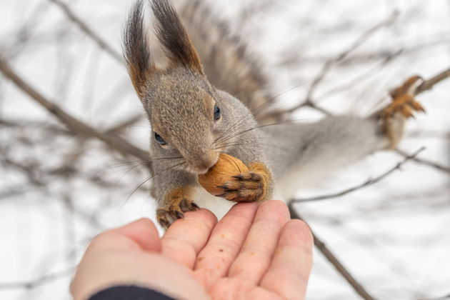 Фото экскурсии - Автобусный тур в Павловск с посещением дворца и парка - 8