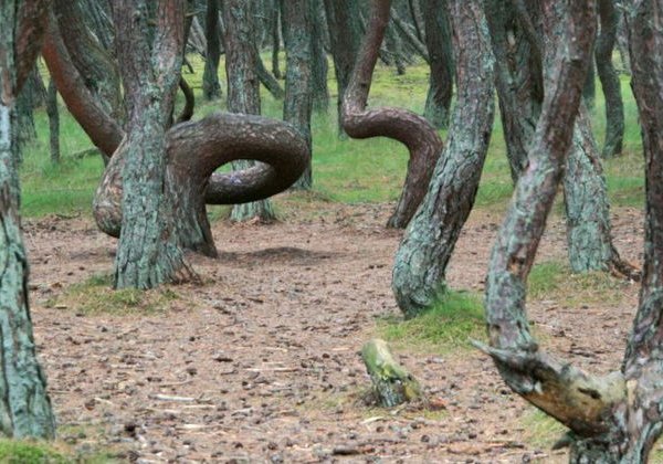 Куршская коса и королевский курорт Кранц (Зеленоградск) из Светлогорска - фото 3