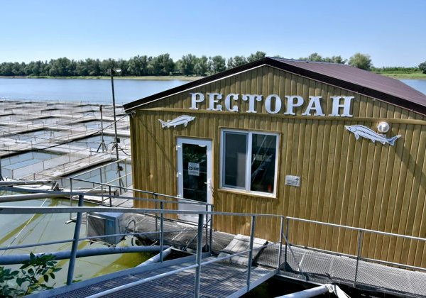 Осетровая ферма — астраханская фишка - фото 1