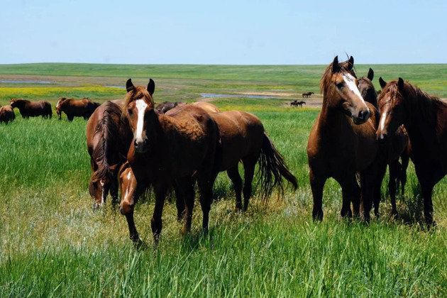 Фото - экскурсия: Однодневная экскурсия к мустангам в ростовском заповеднике на острове Вольных Коней