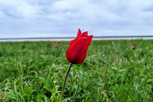 Фото - экскурсия: Однодневная поездка в Элисту с посещением Музея Кочевых народов и цветущей степи