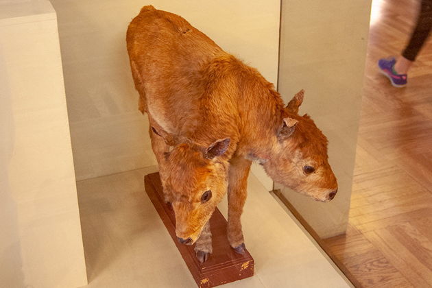 Фото экскурсии - Билет в Кунсткамеру с аудиогидом на основную выставку - 7