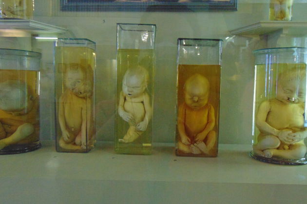 Фото экскурсии - Билет в Кунсткамеру с аудиогидом на основную выставку - 9