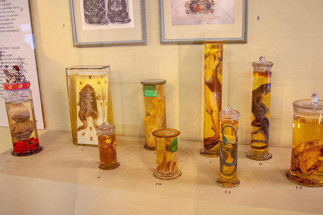 Фото экскурсии - Билет в Кунсткамеру с аудиогидом на основную выставку - 12