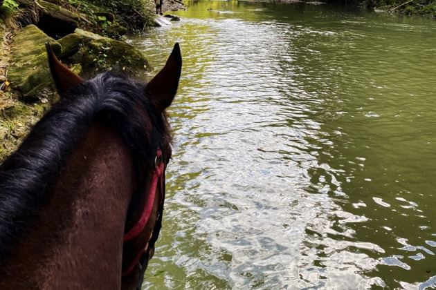 Фото - экскурсия: Верховая прогулка по заповедным лесным тропам