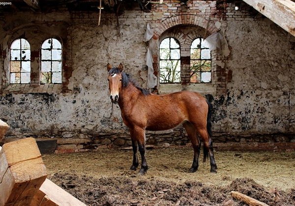 Исследуйте наследие Черняховска в уютной компании - фото 1