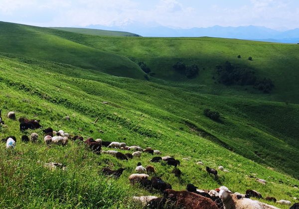 Из Железноводска в Домбай, величие гор. - фото 3