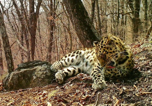 В Гузерипль по «тропе леопарда» + термальные источники - фото 1