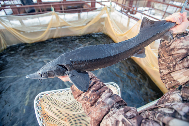 Фото - экскурсия: Экскурсия на рыбоводный завод «Биосфера» ФИШ