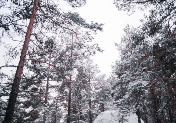 Свободные дни в глэмпингах на берегу Ладожского озера. Лайт - фото 3