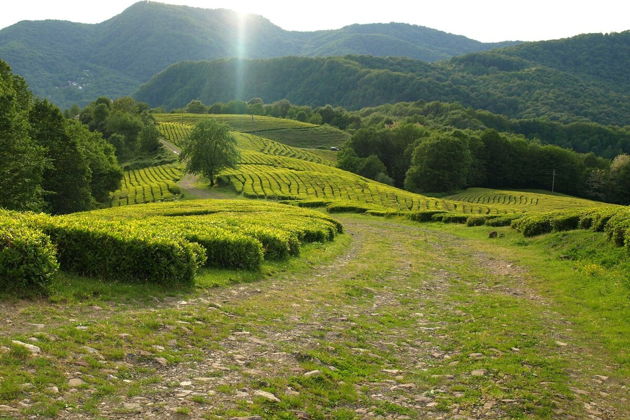 Фото экскурсии - Первое знакомство с Сочи - 8