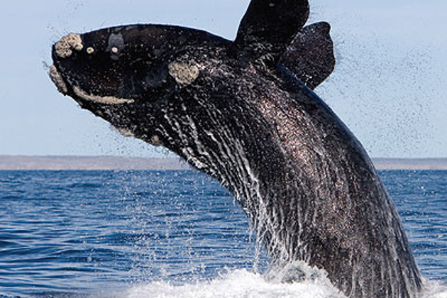 Фото - экскурсия: Отправляйтесь на сафари за китами в сезон их миграции