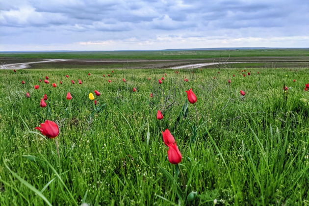 Фото экскурсии - Экскурсия в Ростовский заповедник на цветение степных тюльпанов - 5