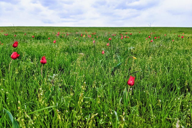 Фото экскурсии - Экскурсия в Ростовский заповедник на цветение степных тюльпанов - 6