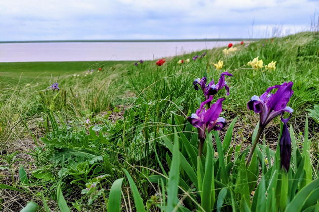 Фото экскурсии - Экскурсия в Ростовский заповедник на цветение степных тюльпанов - 7