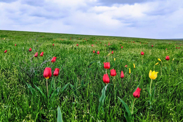 Фото - экскурсия: Экскурсия в Ростовский заповедник на цветение степных тюльпанов