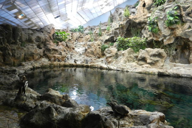 Фото экскурсии - Персональный тур в Лоро-парк с экскурсией за кулисы - 7