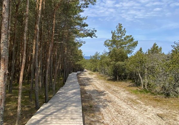 Тропы, пляжи и поселки Куршской косы и Зеленоградск в минигруппе - фото 3